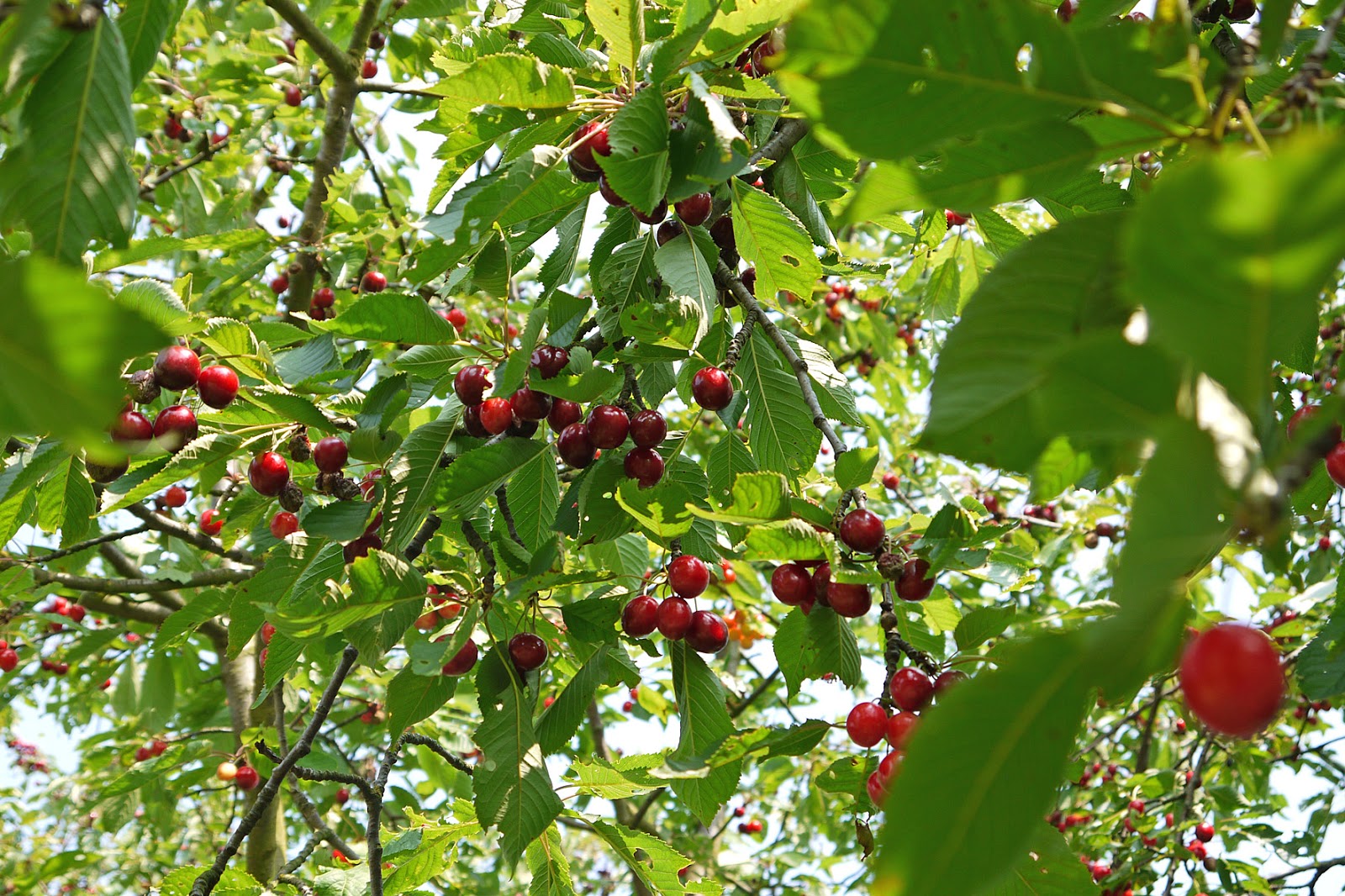 Kirschtraum — Rezepte Suchen