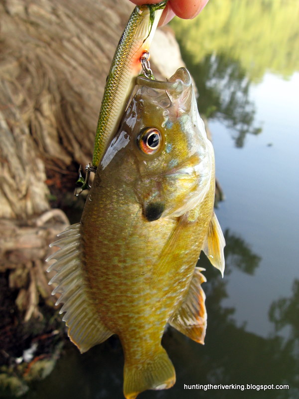 Fairmount Park Riverside Ca Fishing