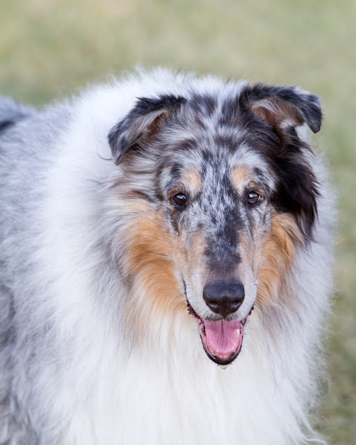 >Woody {Rough Collie}