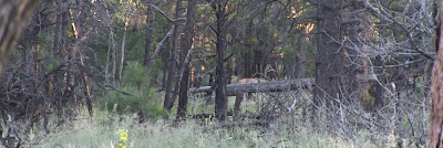 Elk+Hunting+in+Unit+9+with+colburn+and+scott+outfitters+1.jpg
