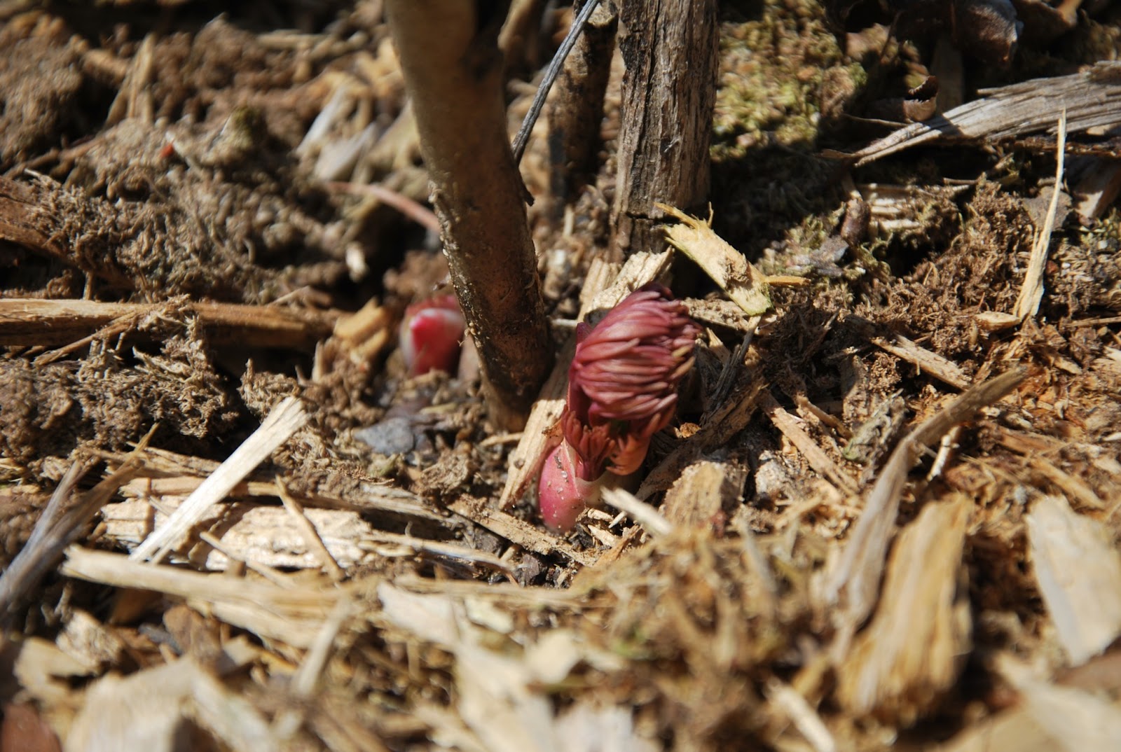 Southern Peony: 2013 Peony Experiments - Intersectional Divisions