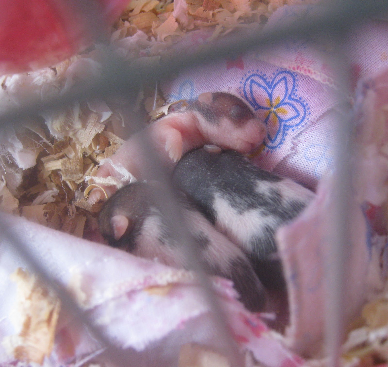 Pregnant Hamsters Pictures