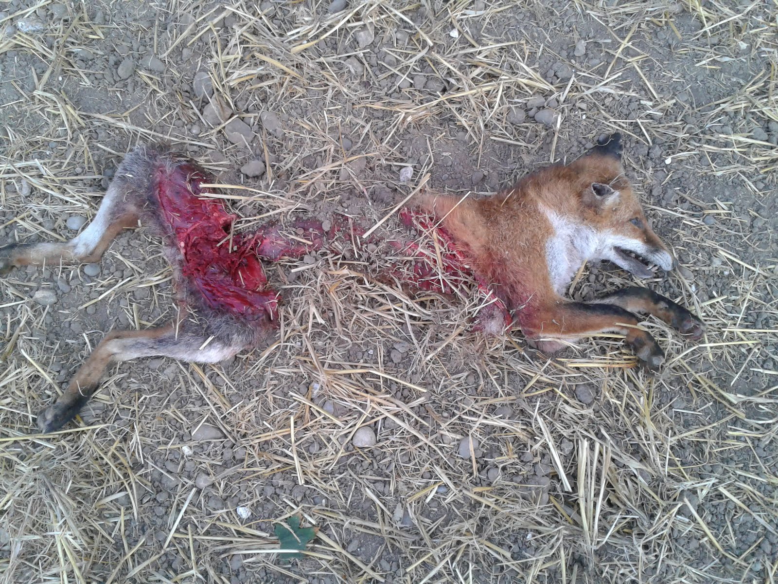 kills cat kent big cat research fox killed by large cat and other sightings kills cat kent big cat research fox killed by large cat and other sightings