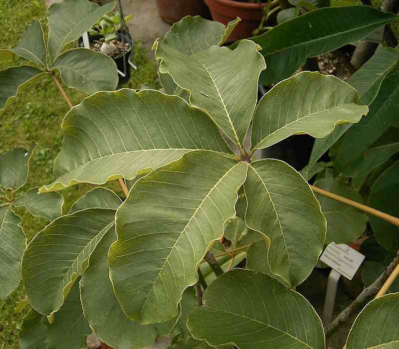 Trees Pseudobombax ellipticum Shaving Brush Tree