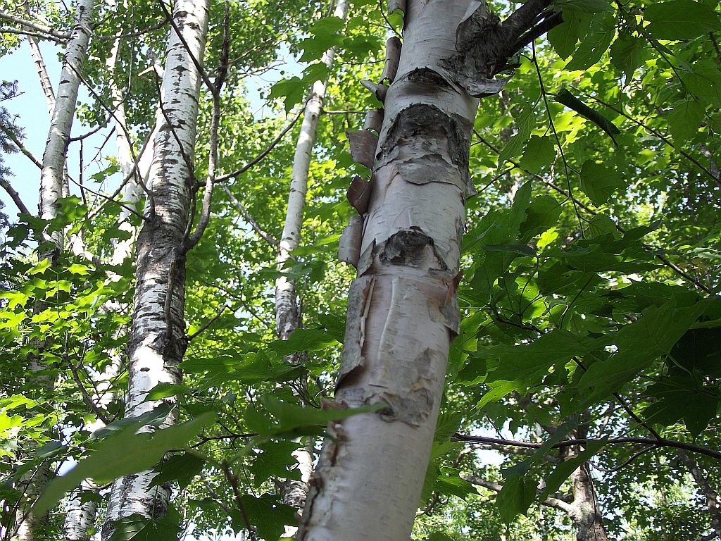 Birch trees are a common site across the North woods