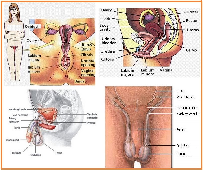 Air mani perempuan berasal dari mana