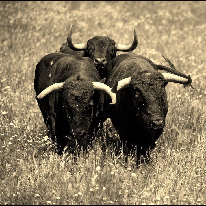 Facebook Toros de Cuadri