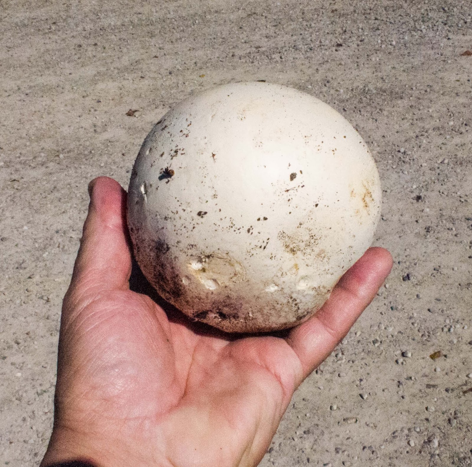 The Southeast Michigan Slow Food Review Giant Puffball Mushrooms