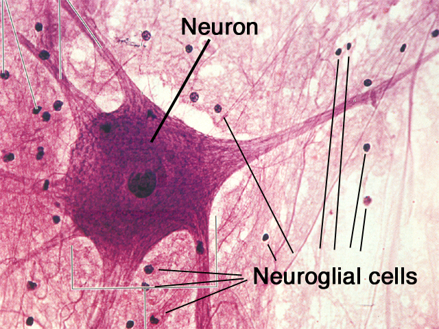 Anatomy-Chapter 11-Nervous System Flashcards | Easy Notecards