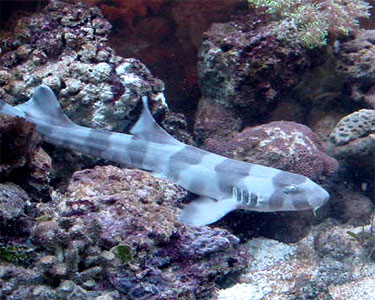 Black Banded Cat Shark Tank Setup Black Banded Cat Shark Tank Setup