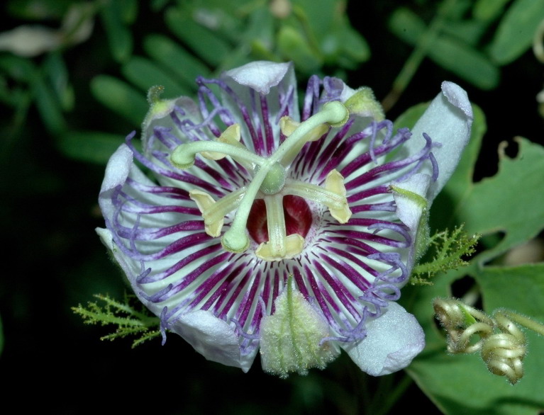 flower picture passiflora foetida flower flower picture passiflora foetida flower