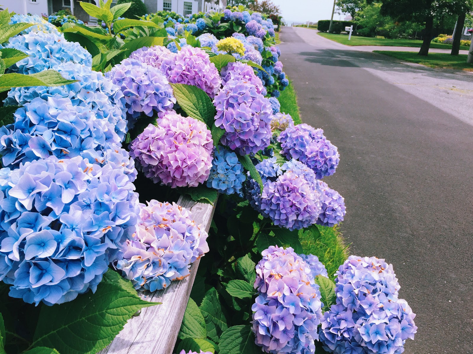 Say Yes to New England Hydrangea Heaven