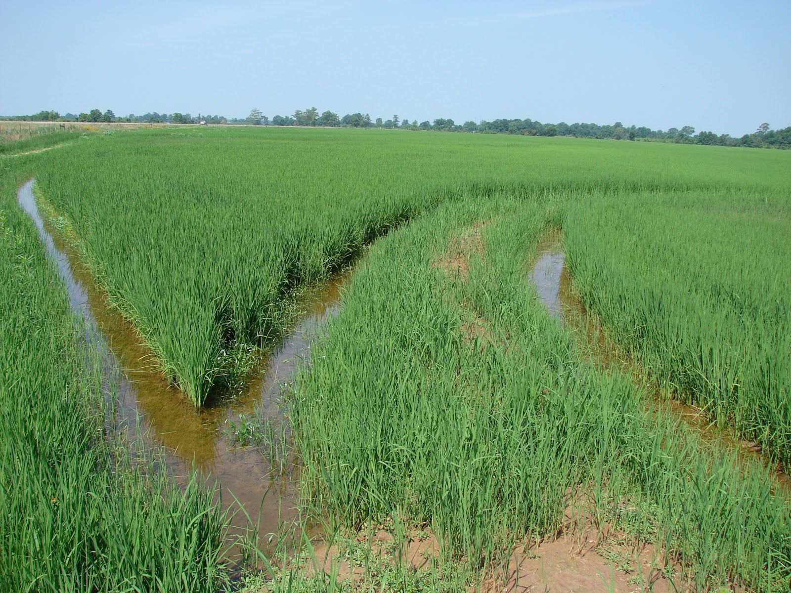 Arkansas Rice Make Me Hungry