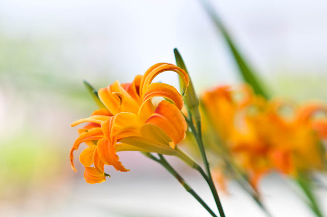 Orange lilies that bloomed today morning after the squall yesterday. Shot with the Nikon D300 and the Nikon 85mm f1.8 @ F2.8