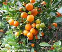Bael Fruit