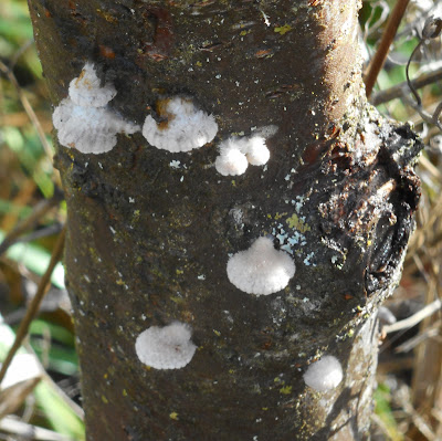 Cherry Bark Fungus