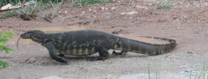 Sekedar Jejak Dikunjungi Biawak