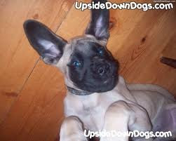 Funny Dog Pictures