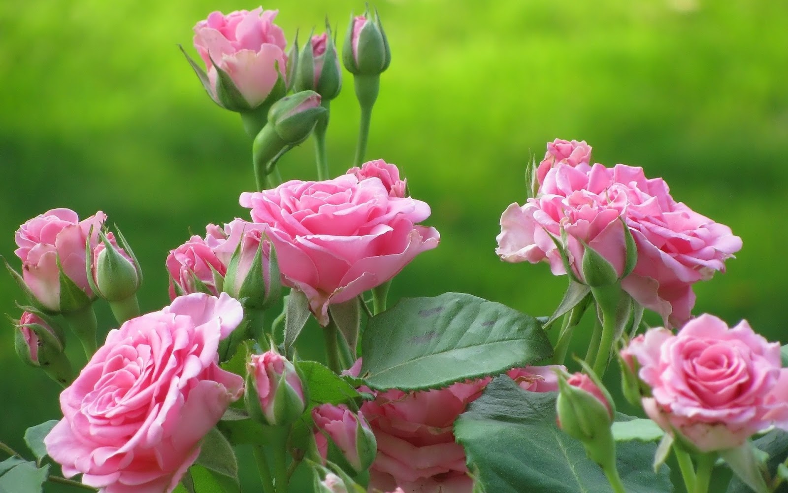 http://4.bp.blogspot.com/-nIu-FqasytY/UQkkdKBZXuI/AAAAAAAAENo/_qB3TPDETIY/s1600/Rose-Wallpaper-pink-bush-rose-flower-photo-dinesh-kumar.jpg