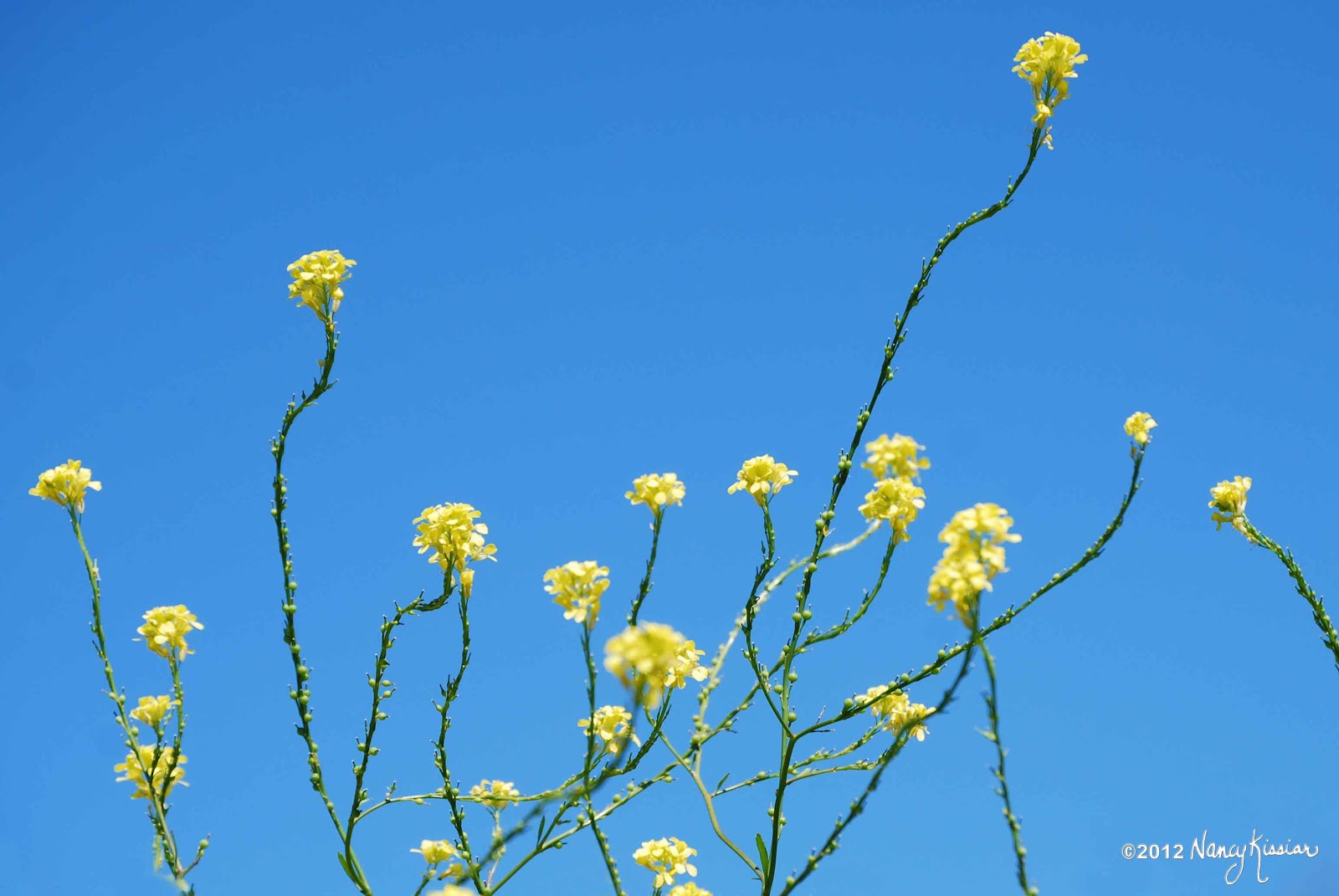 Wild About Texas The Dangerous Bastard Cabbage