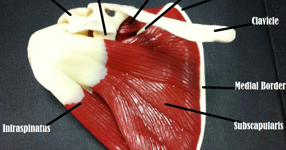 News Test Rotator Cuff Muscle Stabilization