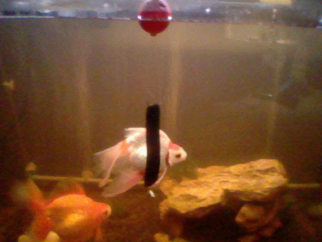 Confessions of a Pet Care Associate: Goldfish Harness
