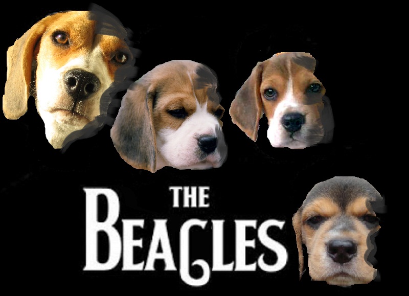 the+beagles.jpg