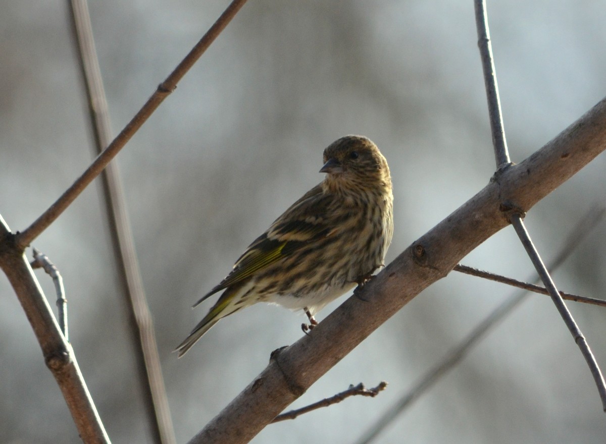 Woods Walks and Wildlife: Pine Siskins and American Goldfinches