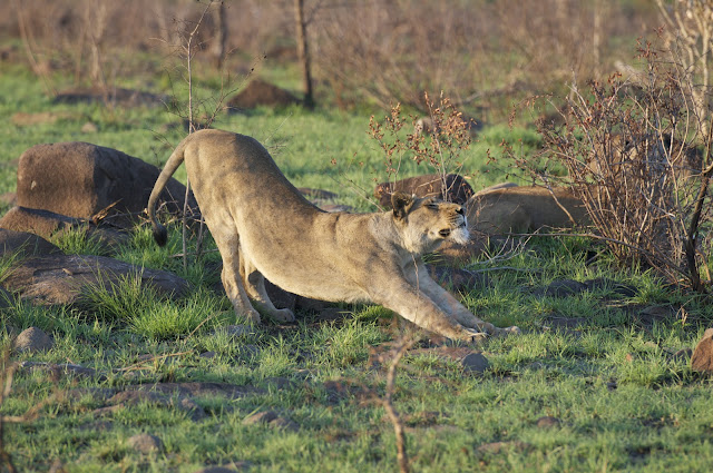 Lioness stretching before she continues her pursuit of hunting the zebras and wildebeests in the distance Lioness-Tsala-pride-hunting-SouthAfrica