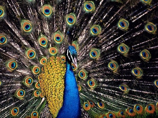 peacock wings, peacock with all its wings open, beautiful peacock image,