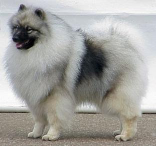 keeshond puppy pets dog animal deutscher wolfsspitz keeshond puppy pets dog animal deutscher wolfsspitz
