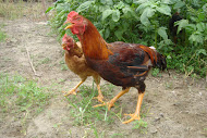 Gallery 2: Village Chicken / Ayam Kampung