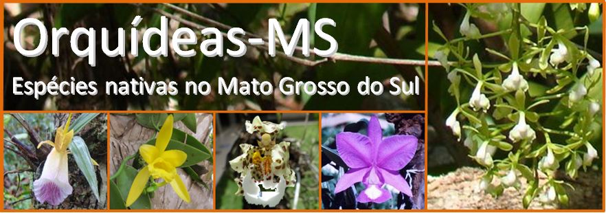 Orquídeas - MS