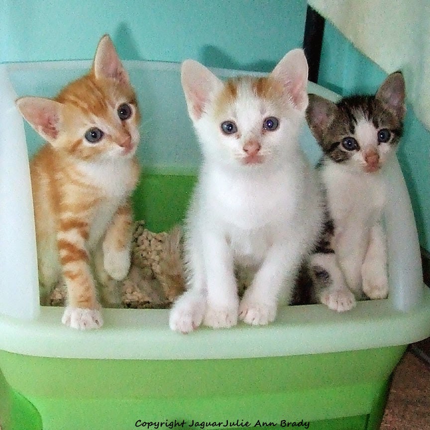 Clay Cat Litter For Kittens Clay Cat Litter For Kittens