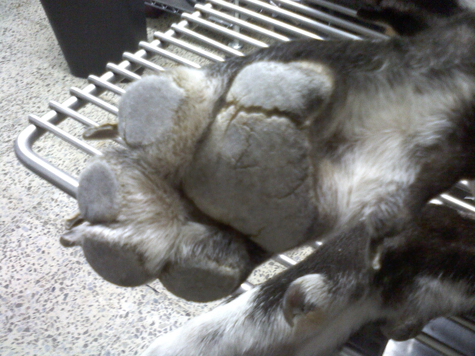 HARD PAD DISEASE HOUSE CALL VETERINARIAN