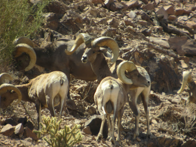 Colburn+and+Scott+Outfitters+Desert+Sheep+Scouting+Pictures+1.JPG