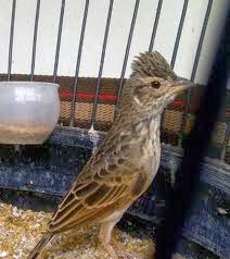 Jenis Burung Dan Kisaran Harga Jenis Burung Dan Kisaran Harga