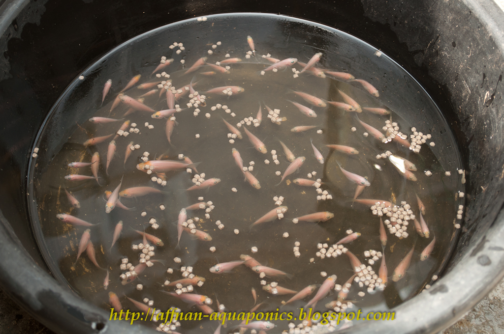 Affnan's Aquaponics Tilapia Breeding Fresh Batch of Fry Another Day