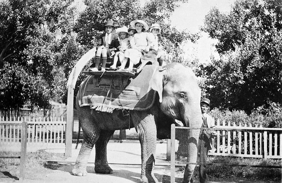 The Circus "NO SPIN ZONE" Ride ElephantsMelbourne Zoo 1900's