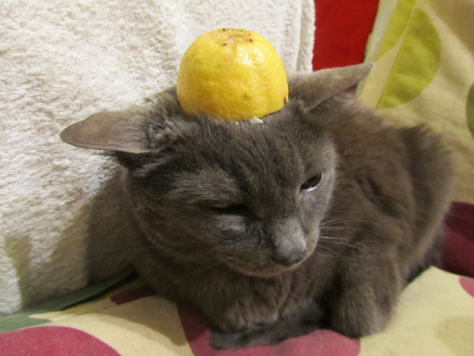 Blo Blog レモン猫