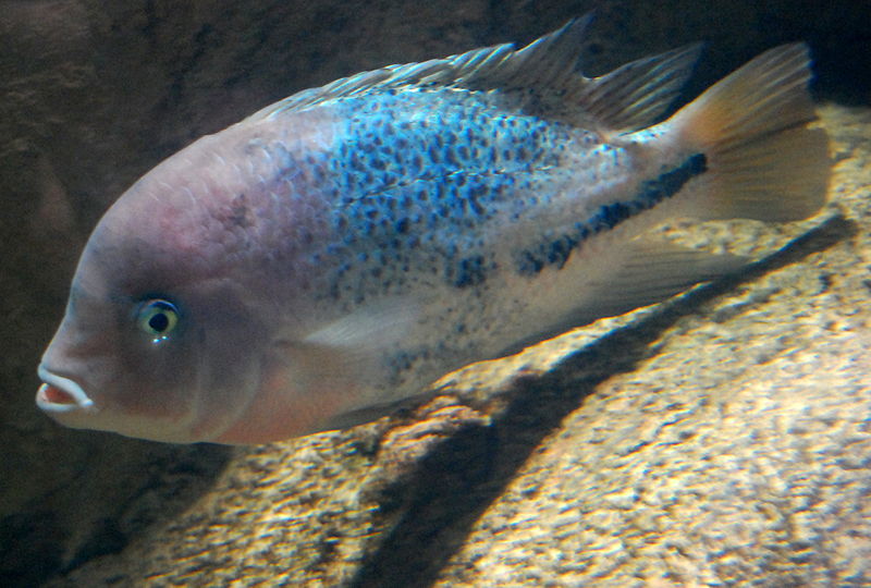Flowerhorn The Hybrid Cichlids: Vieja synspila