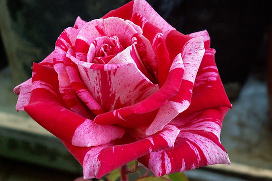 Red Strip Rose Most Beautiful