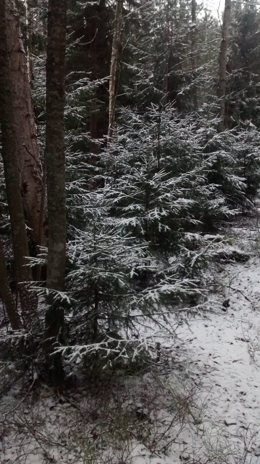 Little Snowy Trees