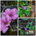 external image Sista+blom+collaget+2013.jpg