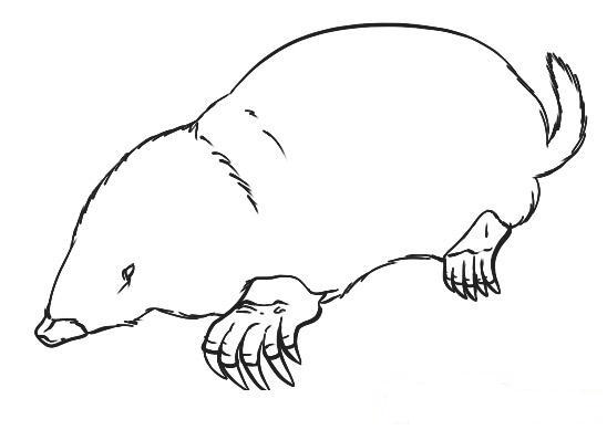 Posted in Animal Drawings Animal Print Black and White Drawings Posted in Animal Drawings Animal Print Black and White Drawings