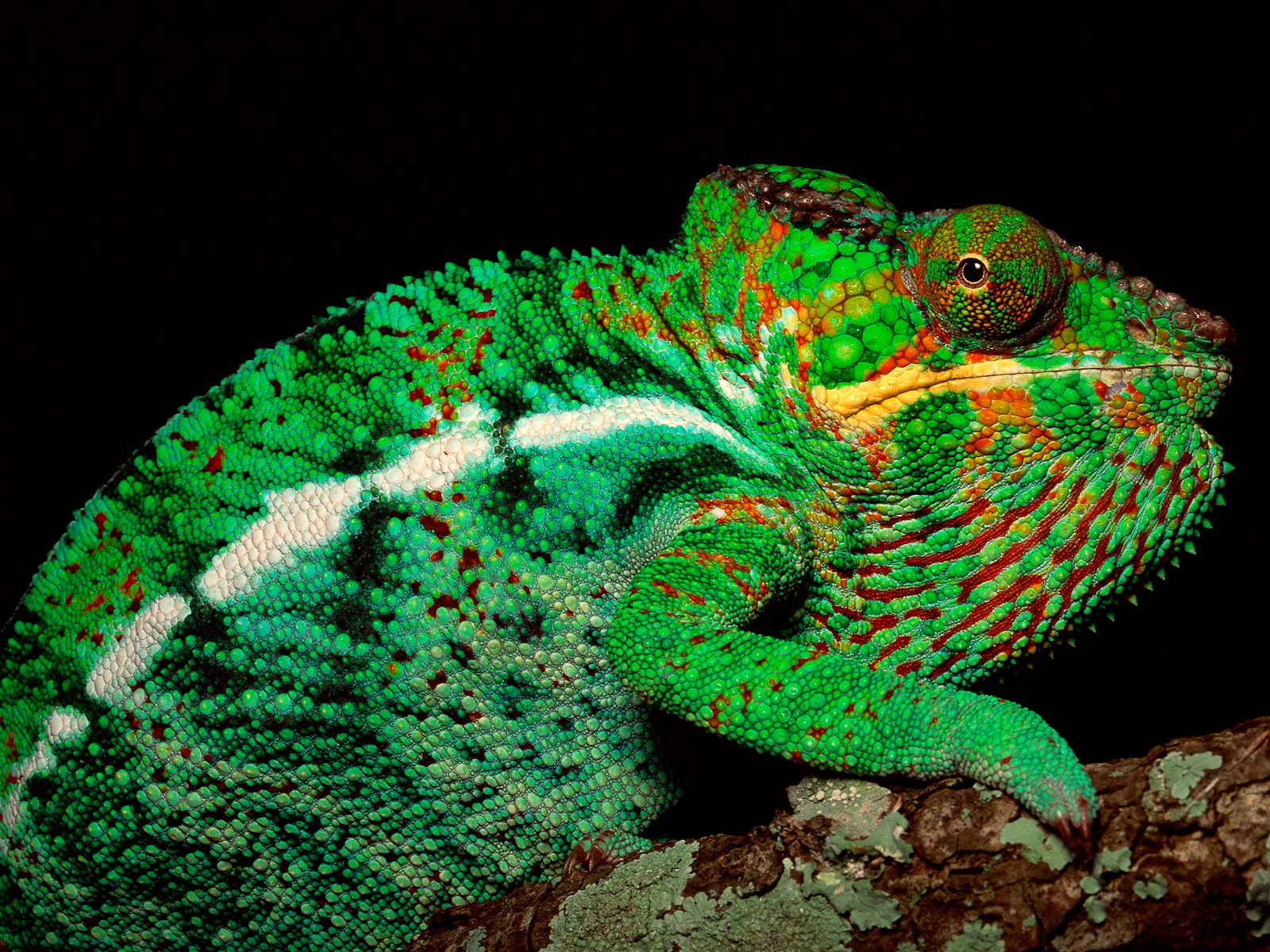 Very Sweet and Cute Animals: Beautiful and colorful Panther Chameleon