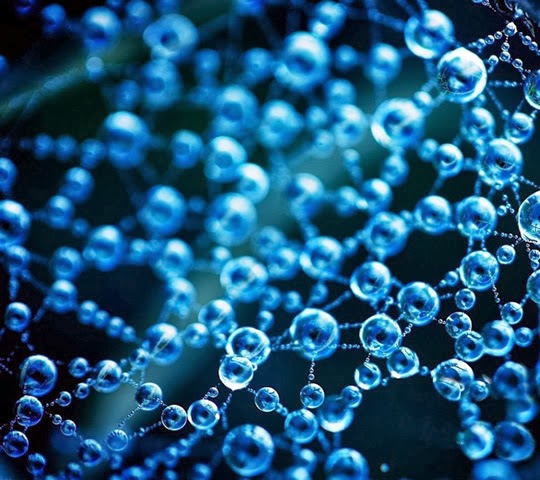 Pearl Web Pearl Web