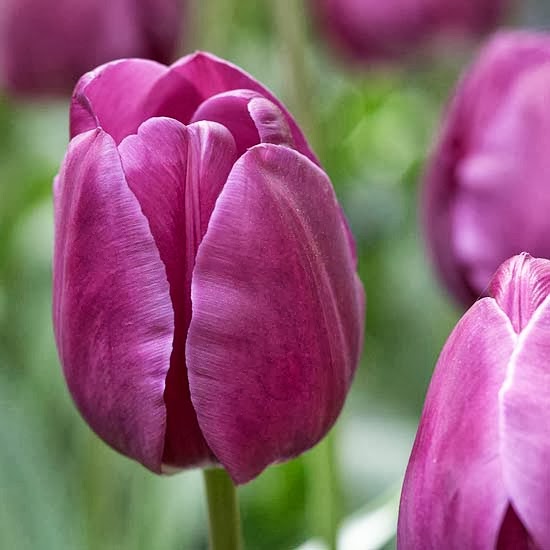 My Enchanting Cottage Garden 10 Top Perennial Tulips