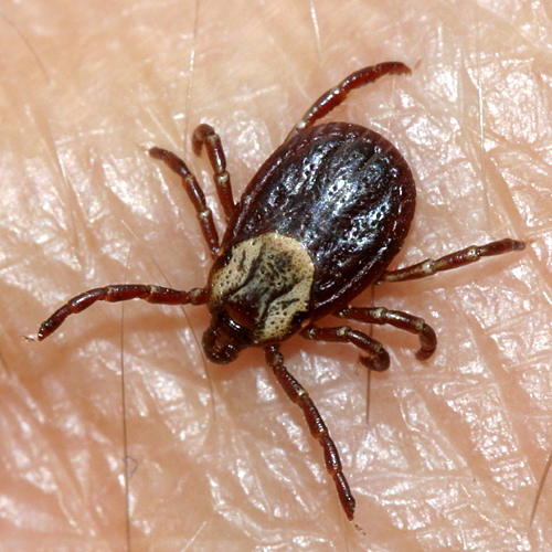 How To Deal With Dog Getting Ticks How To Deal With Dog Getting Ticks