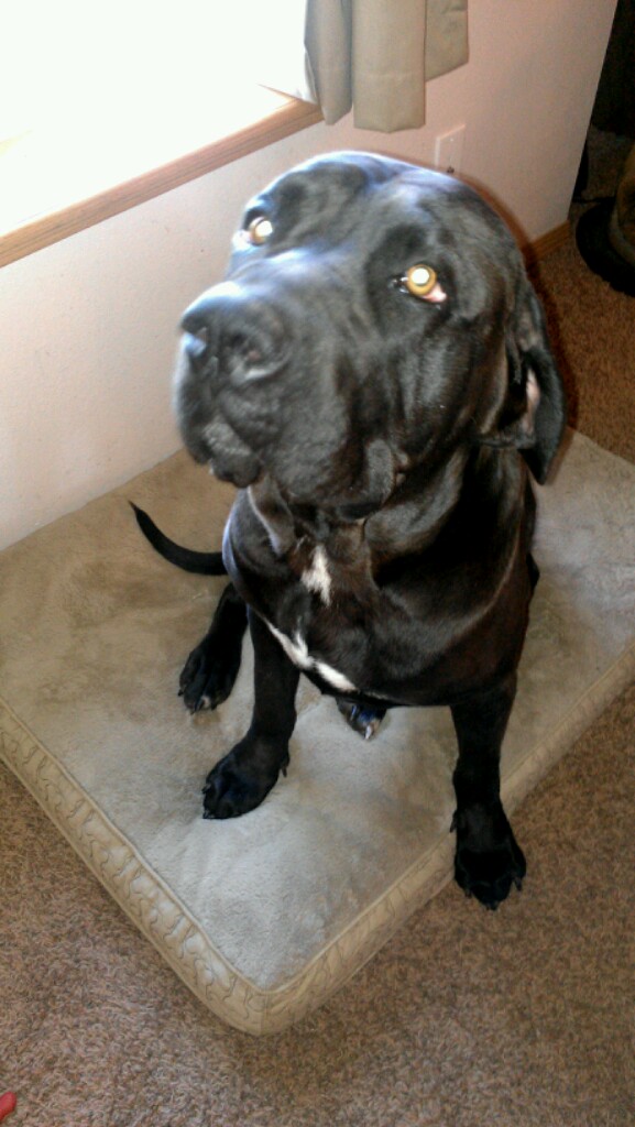 Being Frugal and Making It Work Martha Stewart Pets From PetSmart